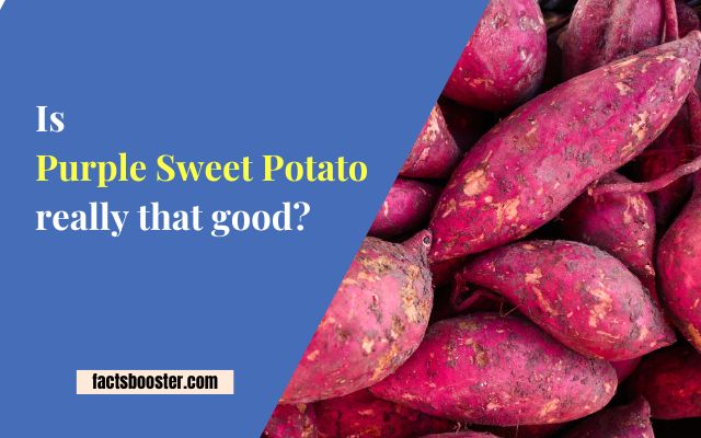 Is purple sweet potato really that good? 12 Benefits of purple sweet potato