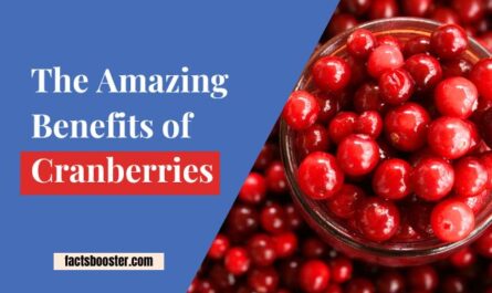 The Amazing Benefits of Cranberries