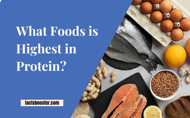 What Foods Is Highest in Protein?