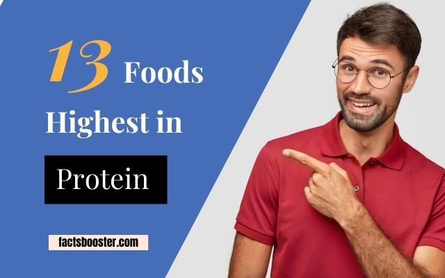 Top 13 Foods Highest in Protein
