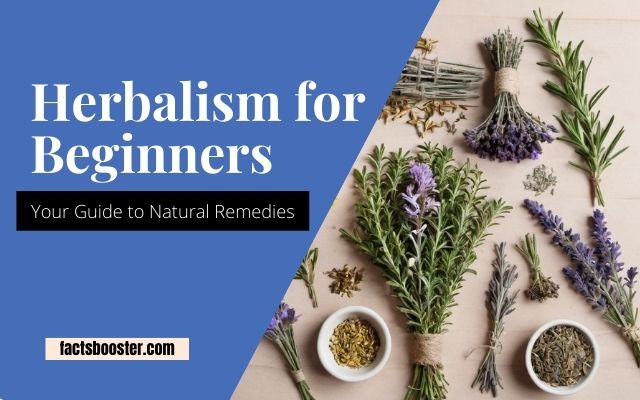 Herbalism for Beginners: Your Guide to Natural Remedies