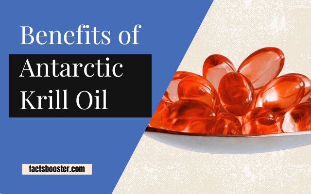 Antarctic Krill Oil Benefits: Discover the Ocean’s Healthiest Secret