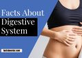 Facts About the Digestive System