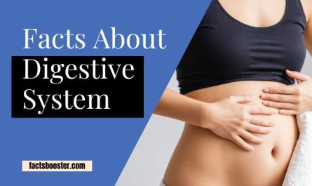 Facts About the Digestive System