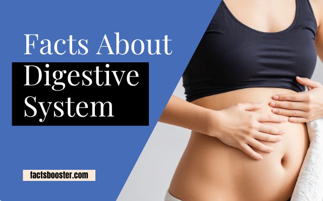 Facts About the Digestive System You Need to Know!